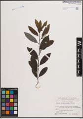 Foto von Salix daphnoides Vill.